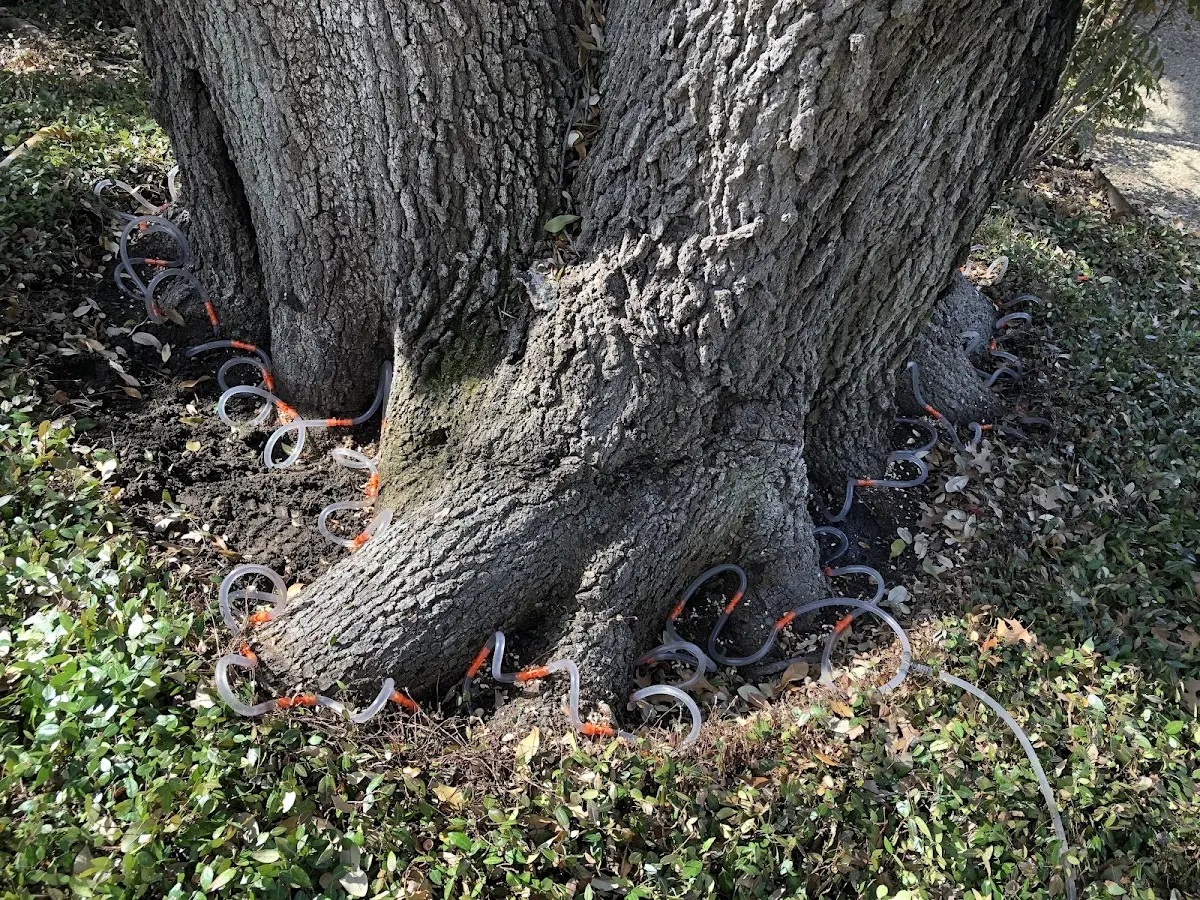 Detailed Shrub and Hedge Trimming job site in Knox City