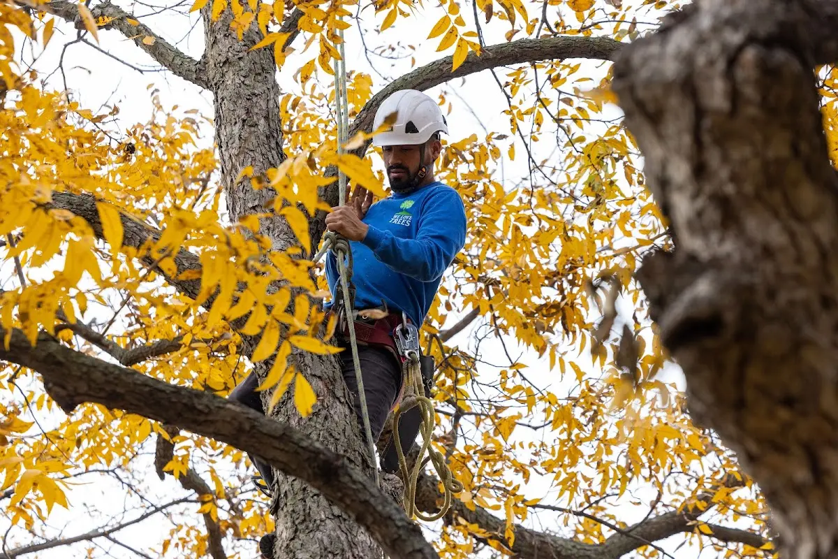 Skilled Tree Planting crew working in Knox City