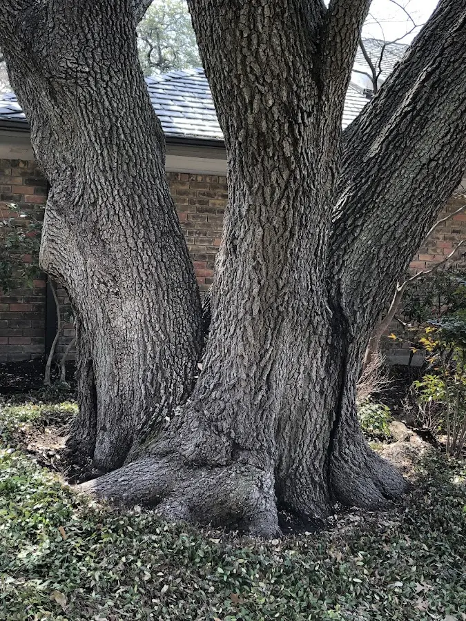 Mature heritage tree close to a Knox City property cared for by certified arborists